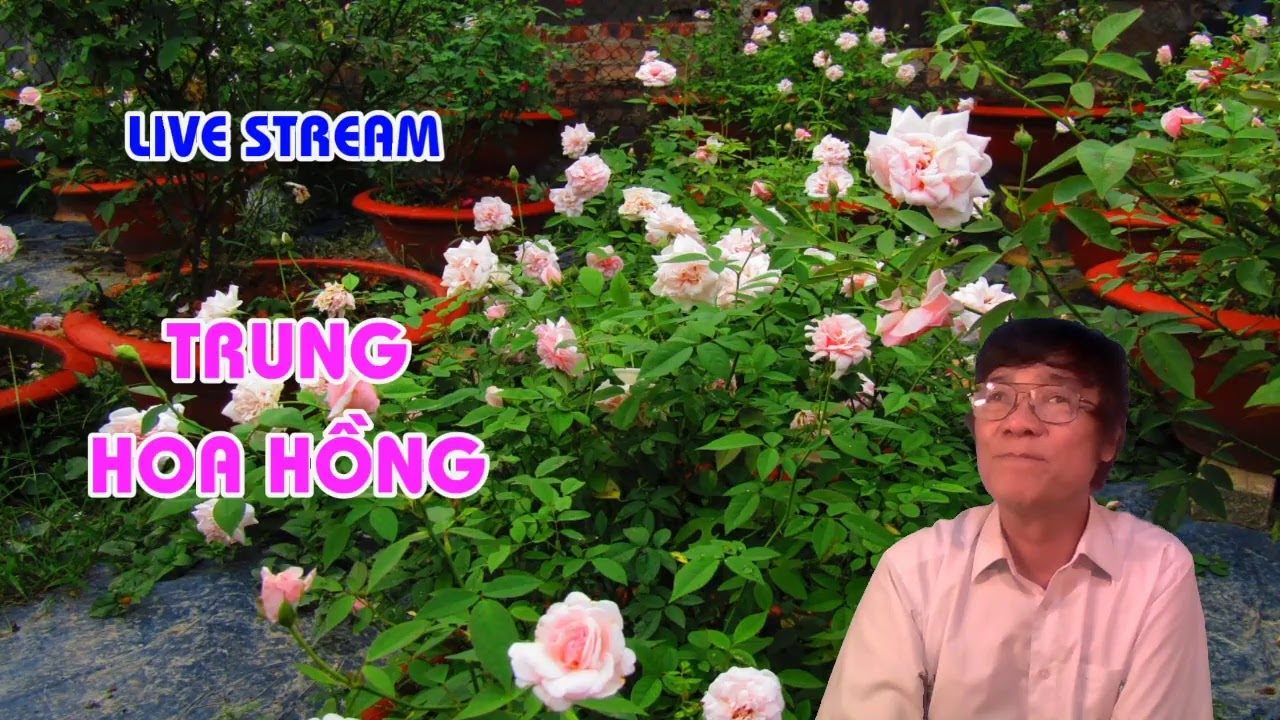 MÙA HÈ HOA HỒNG CẦN NHỮNG GÌ ? - LIVE STREAM - TRUNG HOA HỒNG