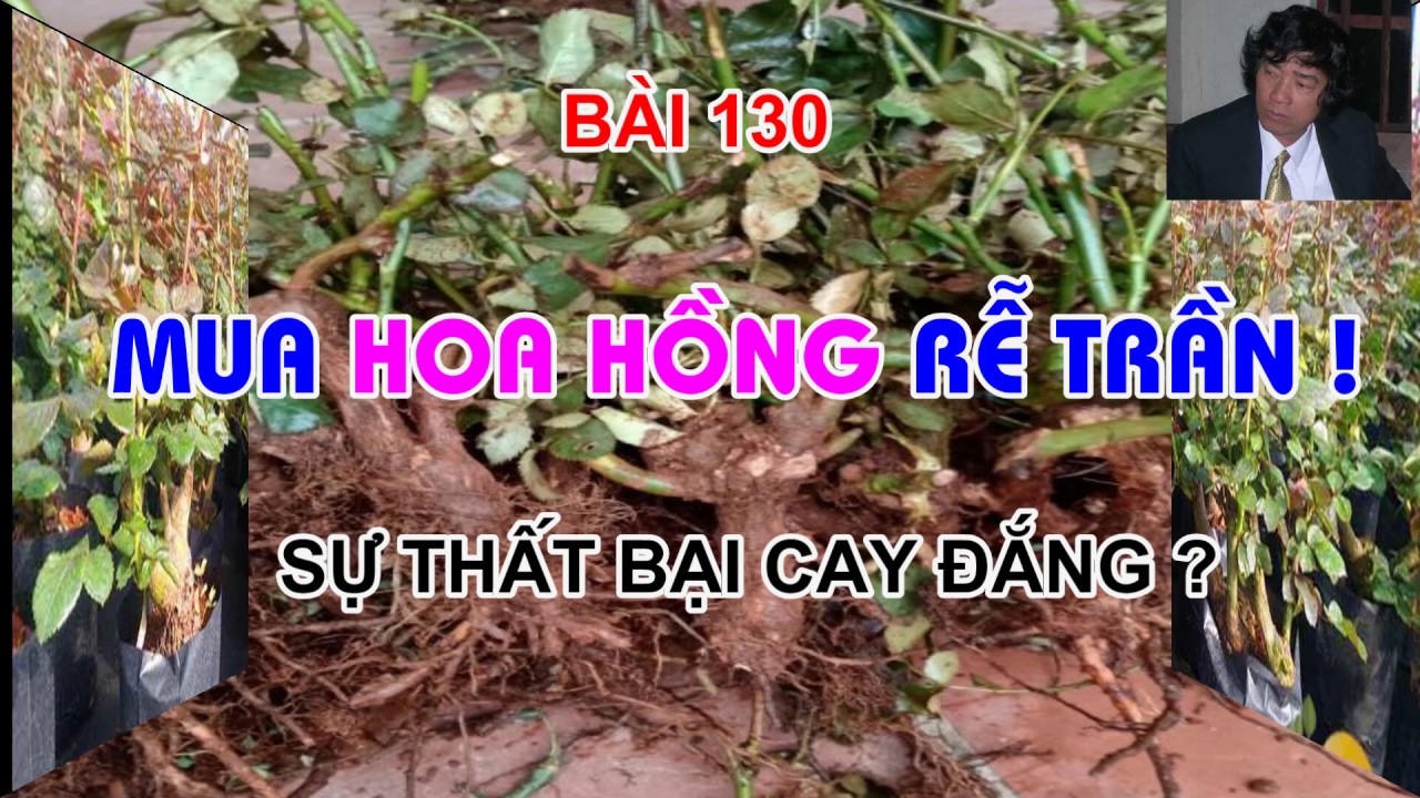 MUA HOA HỒNG RẼ TRẦN BÀI HỌC CAY ĐẮNG ? TRUNG HOA HỒNG