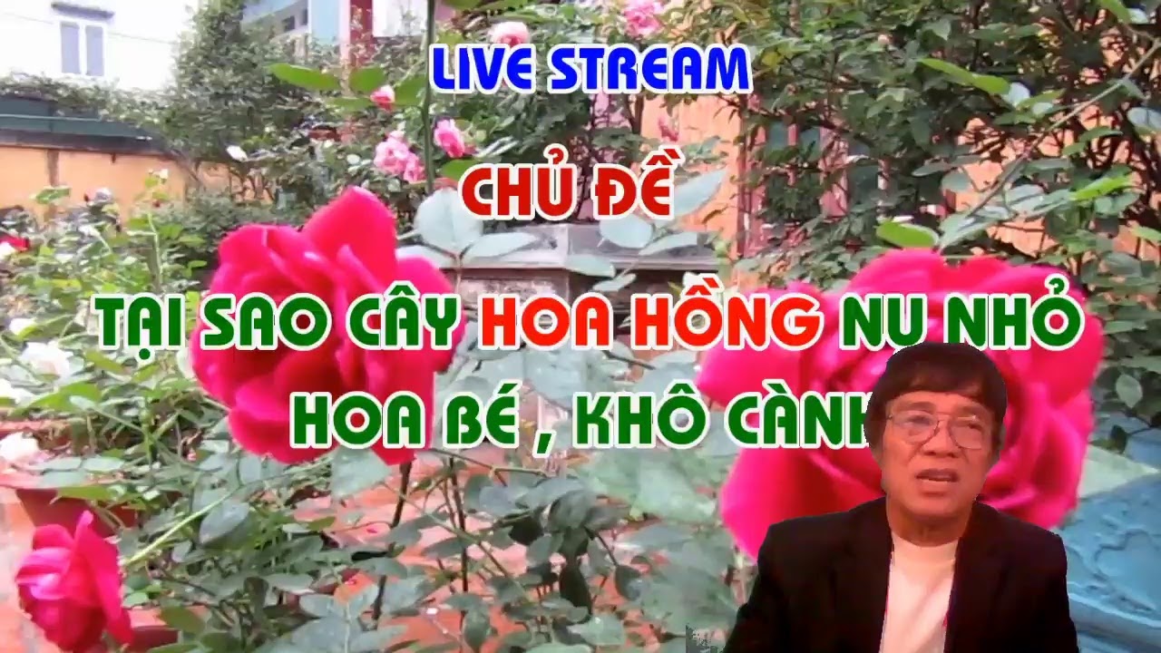 MÙA XUÂN - BỆNH GÌ ĐANG TÀN PHÁ HOA HỒNG NHÀ BẠN  - LIVE STREAM - TRUNG HOA HỒNG