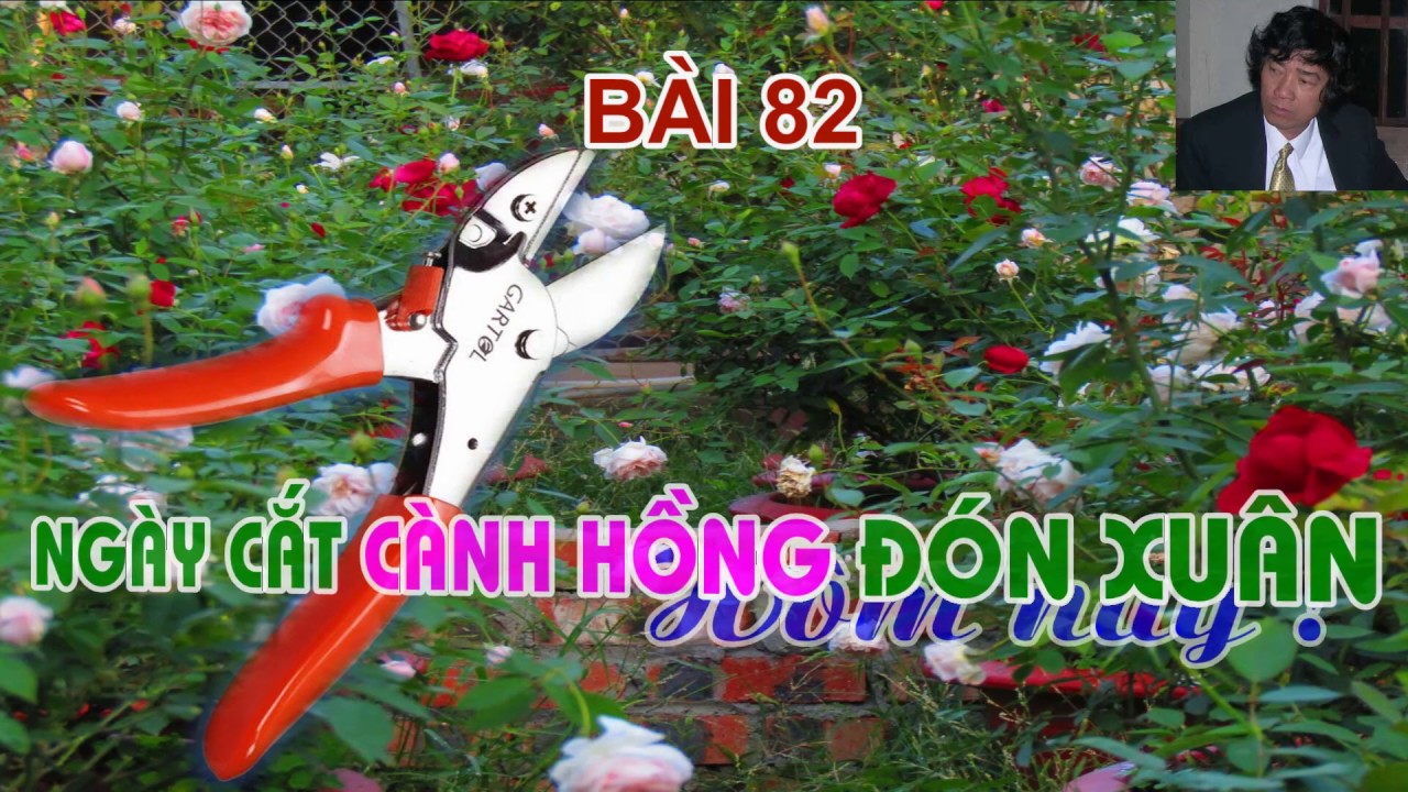 MUỐN HOA HỒNG TẾT PHẢI CẮT CÀNH TỪ NAY - TRUNG HOA HỒNG