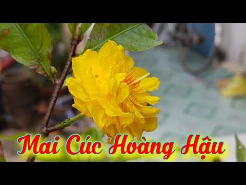 Mai Cúc Hoàng Hậu 🥰 Mai Cúc Top 1 Của Bình Định 🥰🥰🥰 24/11/19