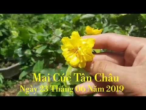 Mai Cúc Tân Châu Sửa Rễ 2 Mùa 😀 250K/Cặp 😀 0936 085 180 😀 23/06/19