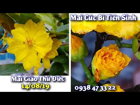 Mai Cúc Tiên Sinh - Thủ Đức 😊 550K/ Bộ 3 Cây 😊 0938 47 33 22😊 14/09/19