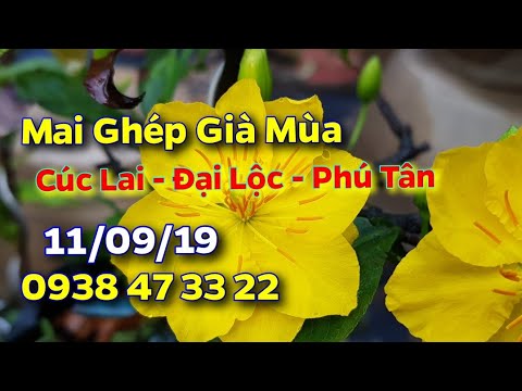 Mai Ghép Già Mùa 😊 Cúc Lai - Đại Lộc 😊 11/09/19😊 0938 47 3322