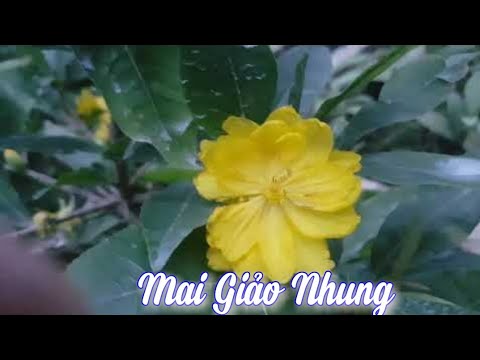 Mai Giảo Nhung 😀 Mai Giống Tháng 07 /2019