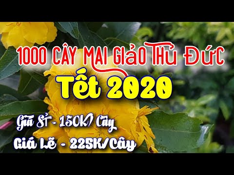 Mai Giảo Thủ Đức 3 Mùa 🥰 450K / Cặp 🥰 0938 47 33 22 🥰 11/12/19