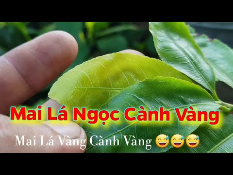 Mai Lá Vàng Cành Vàng 😅😅😅 Giống Mới