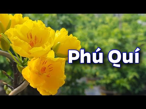 Mai Phú Quí Nở Hoa 😊😊😊 Chào Buổi Sáng 30 Tháng 09 Năm 2019