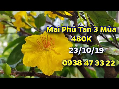 Mai Phú Tân 3 Mùa 😊 480K😊 23/10/19😊 0938 47 33 22