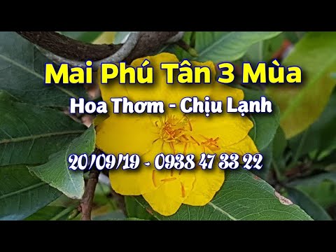 Mai Phú Tân 3 Mùa 😊 600K 😊 20/09/19😊 0938 47 33 22