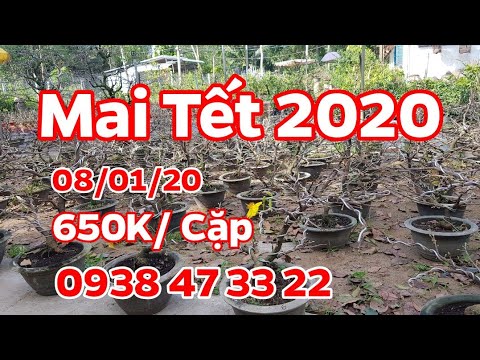 Mai Tết 2020 🥰 330k 🥰 08/01/20 🥰 0938 47 33 22