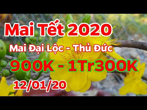 Mai Tết 2020 🥰 Mai Đại Lộc 12/01/20 - 0938 47 33 22