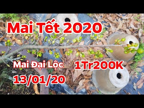 Mai Tết 2020 🥰 Mai Đại Lộc 13/01/20 - 0938 47 33 22