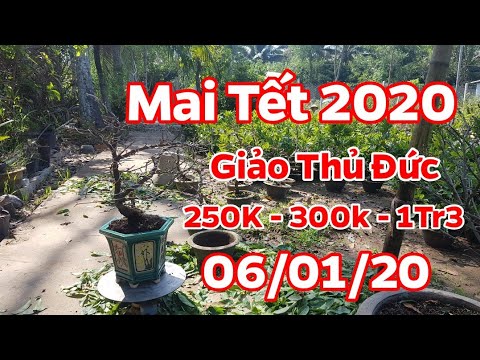 Mai Tết 2020 🥰 Mai Giảo Thủ Đức Chưng Tết 🥰  06/01/20