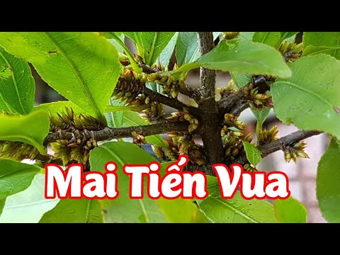 Mai Tiến Vua - Giống Mai Độc Đáo - Lạ Mắt