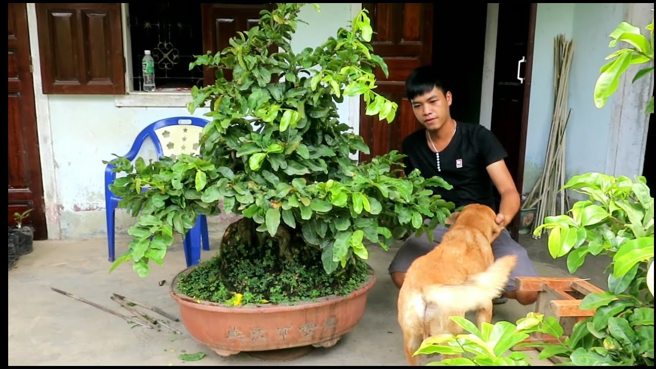 Mai bonsai Bình Định chào cả nhà