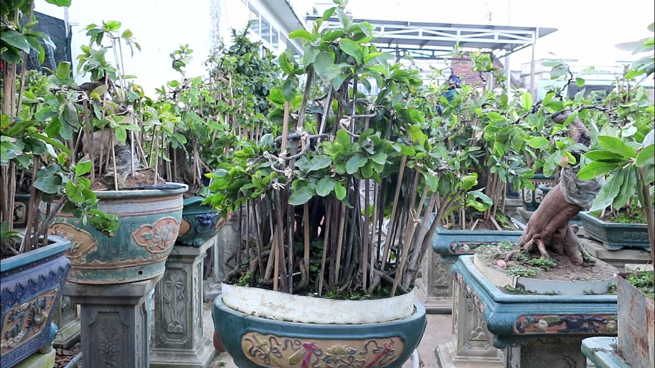 Mai bonsai củ xù đặc