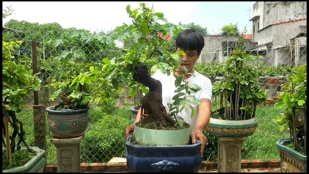 Mai bonsai cúc 4long chào cả nhà (0383938201)