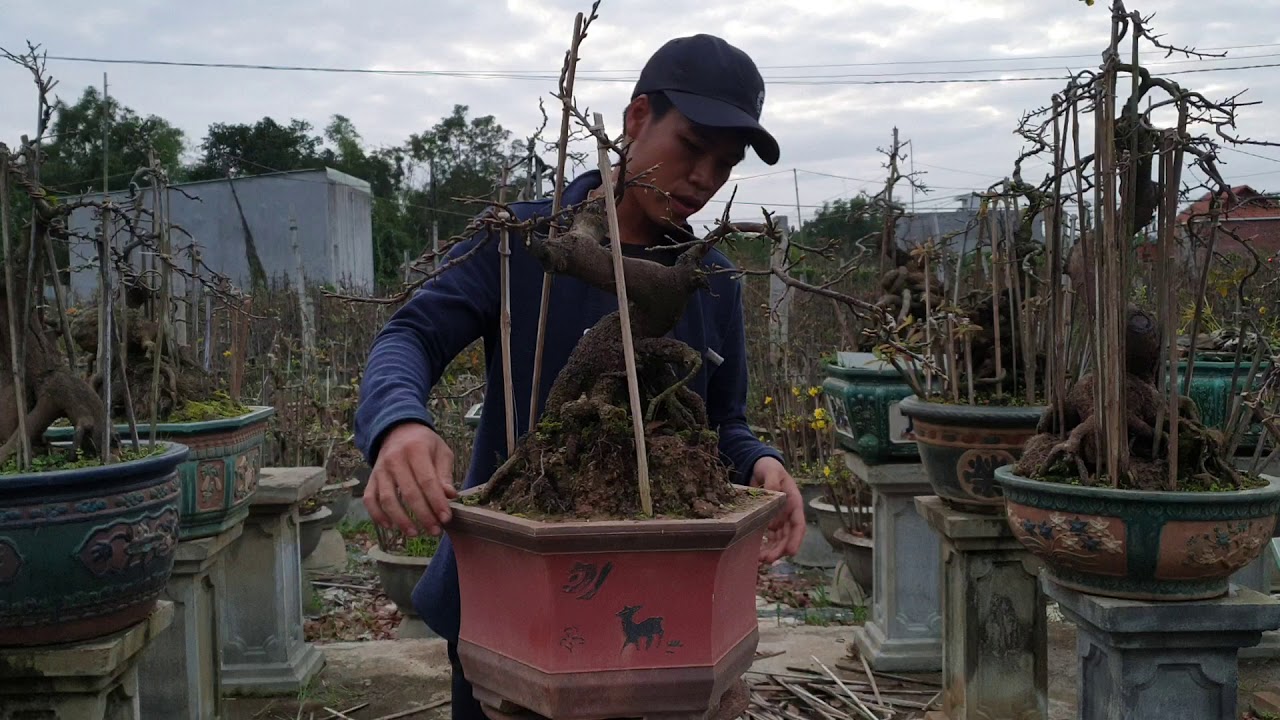 Mai bonsai dáng thú giá 2.7tr C42 (đã bán)