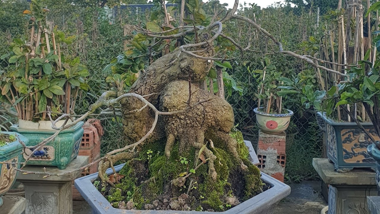 Mai bonsai dáng thú vừa xuống lá