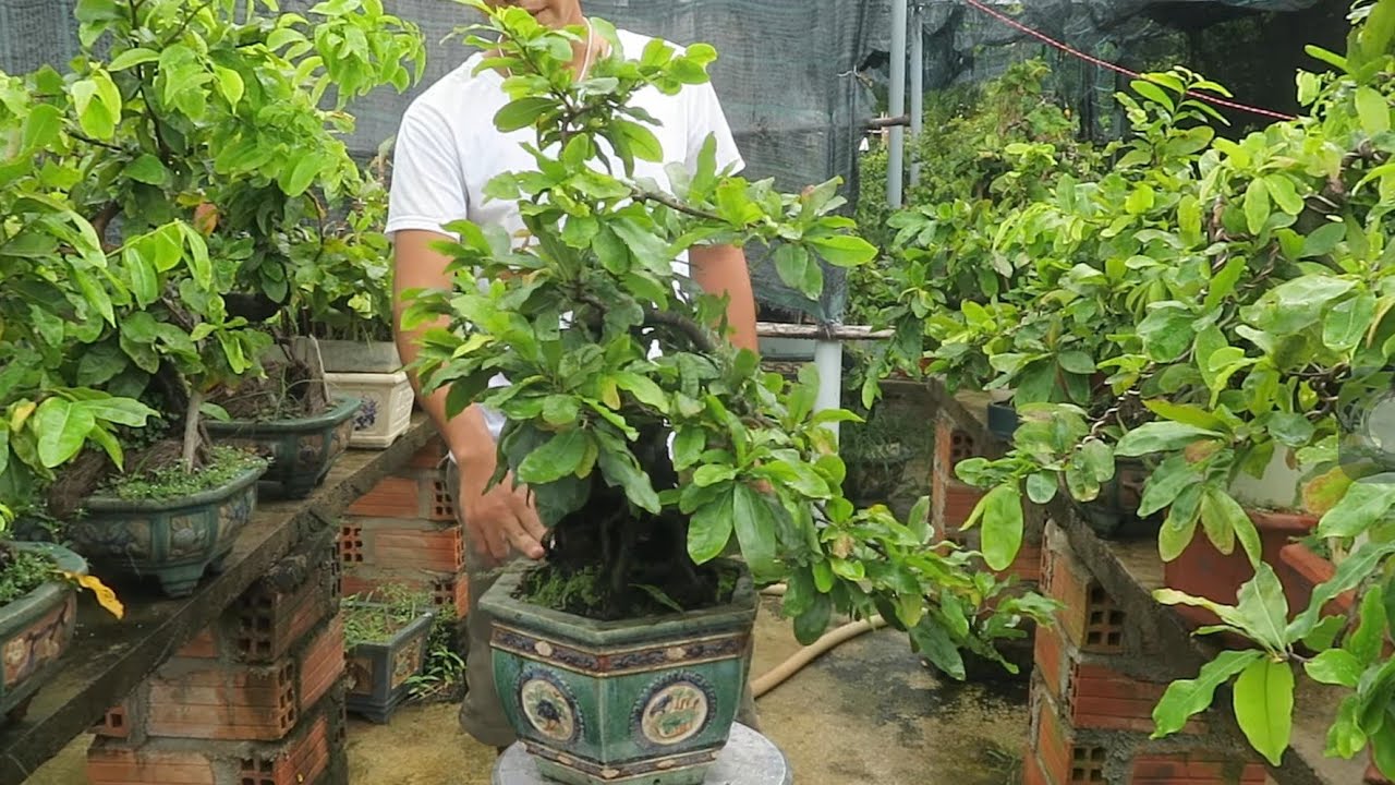 Mai bonsai giống bông đậu bông (cúc 2 tầng)