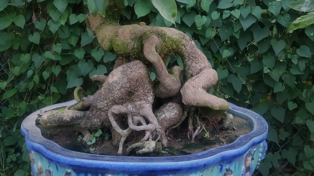 Mai bonsai quái củ xù