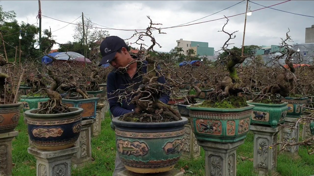 Mai bonsai tết 2020 ngoài bãi  (0383938201)