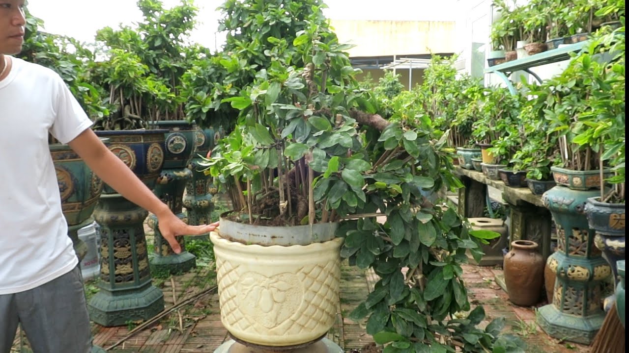 Mai bonsai thác đổ chào cả nhà