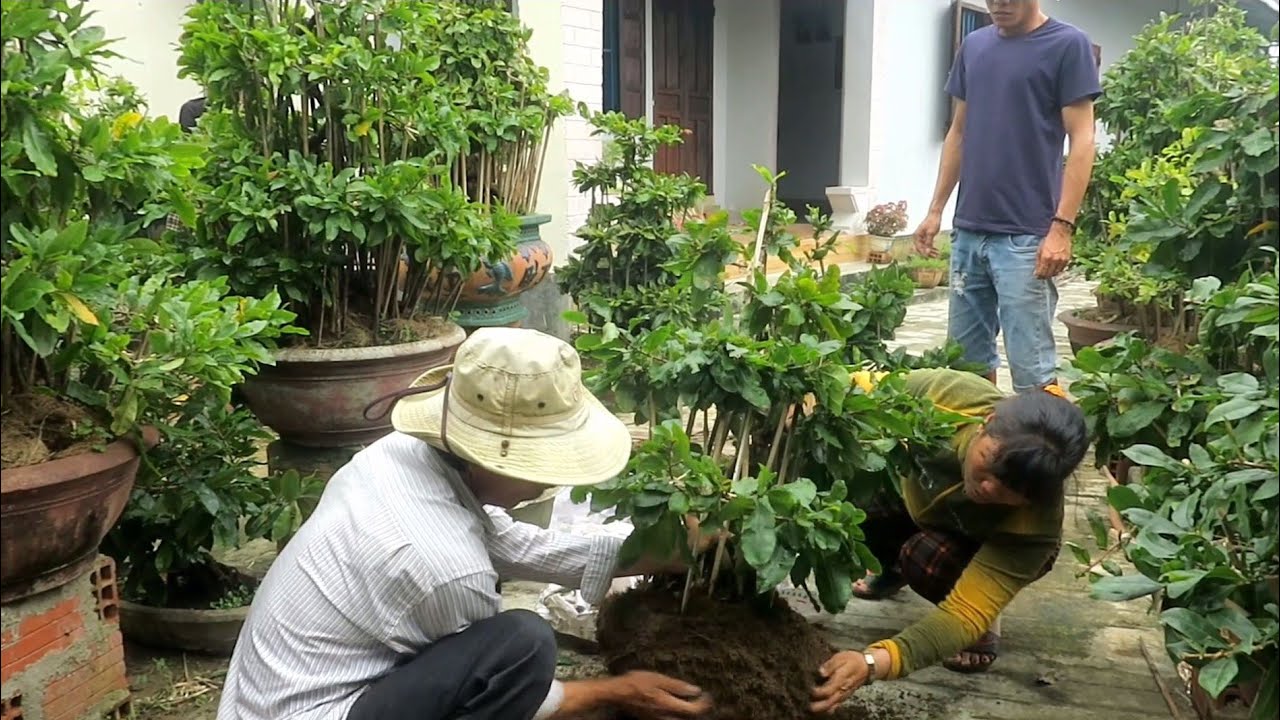 Mai dáng long Bình Định (Đã bán hết)