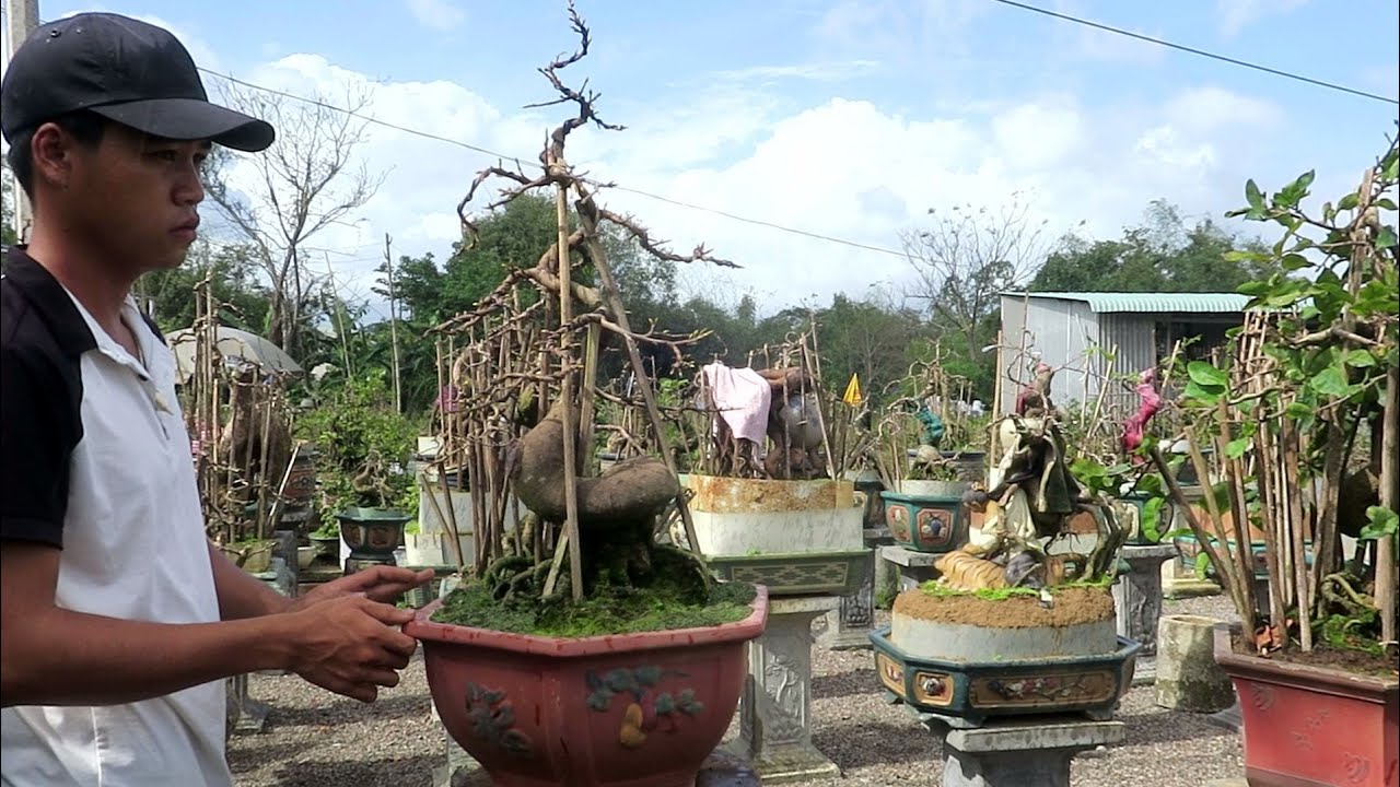 Mai tết 2020: Củ mai bonsai ốc sên  C36 (đã bán)