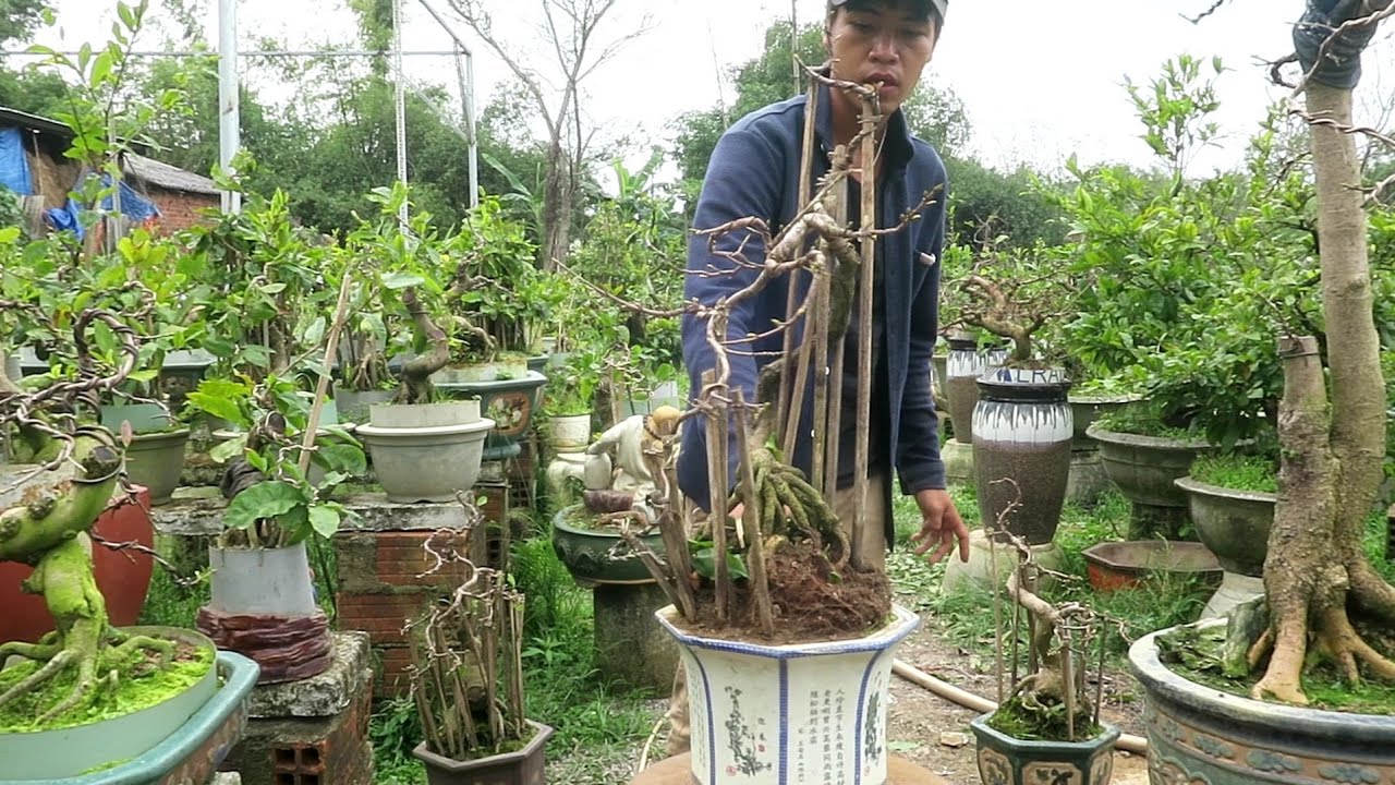 Mai tết 2020 Lô 5: Cặp mai bonsai để bàn dáng văn nhân (đã bán)