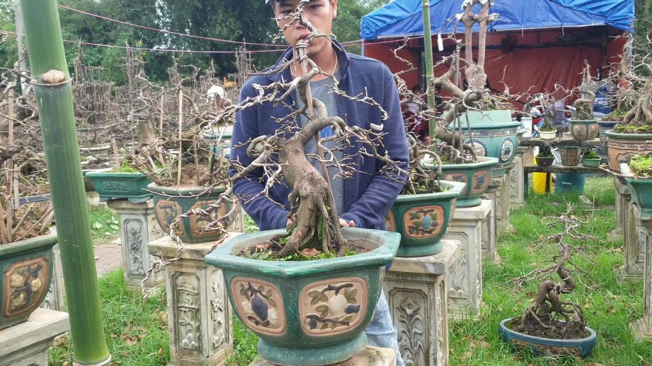 Mai tết 2020 :Mai bonsai cúc rồng bay C40(đã bán)