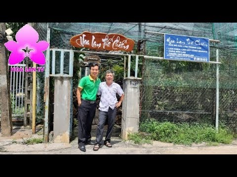 Mãn Nhãn Với Lan Và Giá Thể Cực Độc Tại Vườn Hoa Lan Thế Chiến [HOALANTV]