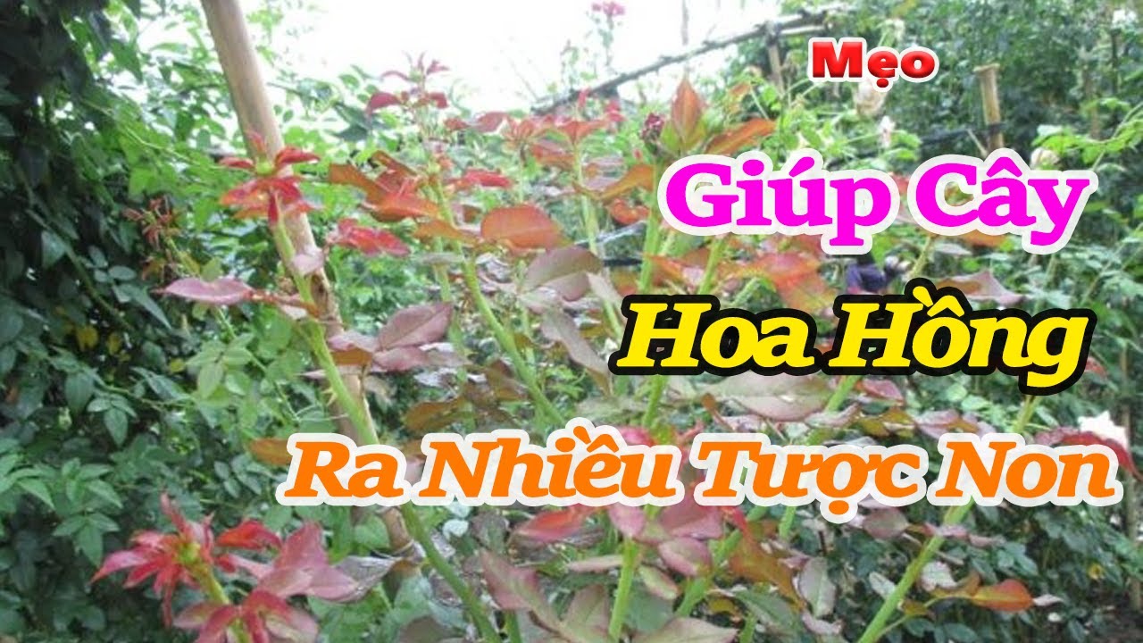 Mẹo giúp cây hồng ra nhiều tược non