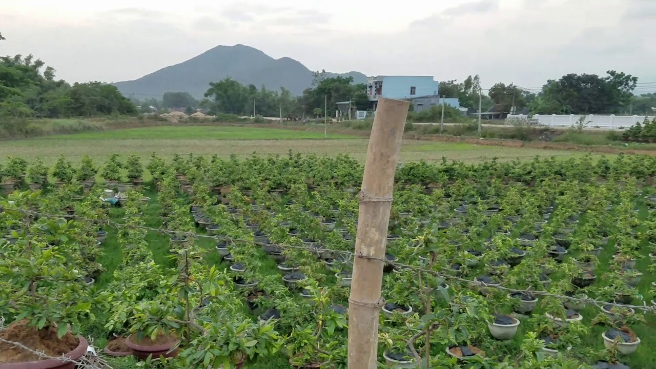 Một góc nhỏ làng mai An Nhơn Bình Định