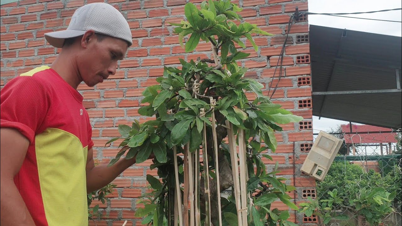 Mùa làm mai bonsai ở Bình Định