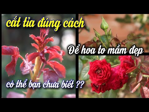 Muốn Hoa Hồng Nở Đẹp,Mầm To,Phải Cắt Tỉa Đúng Cách Này.NGƯỜI ƯƠM MẦM