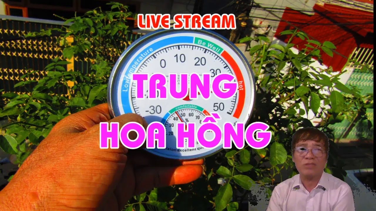 NẮNG GAY GẮT TRÊN 40 ĐỘ - BẠN ĐÃ LÀM GÌ VỚI CHẬU HOA HỒNG ? - LIVE STREAM - TRUNG HOA HỒNG