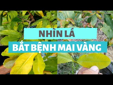 NHÌN LÁ ĐOÁN BỆNH MAI VÀNG - MAI BỊ VÀNG LÁ, ĐỐM LÁ MAI DO BỆNH GÌ, THIẾU PHÂN GÌ?