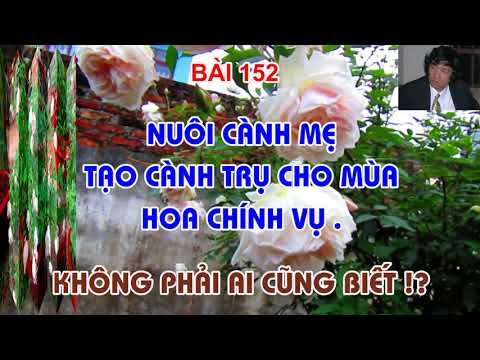 NUÔI CÀNH MẸ TẠO CÀNH TRỤ CHO HOA HỒNG . KHÔNG PHẢI AI CŨNG BIẾT - TRUNG HOA HỒNG