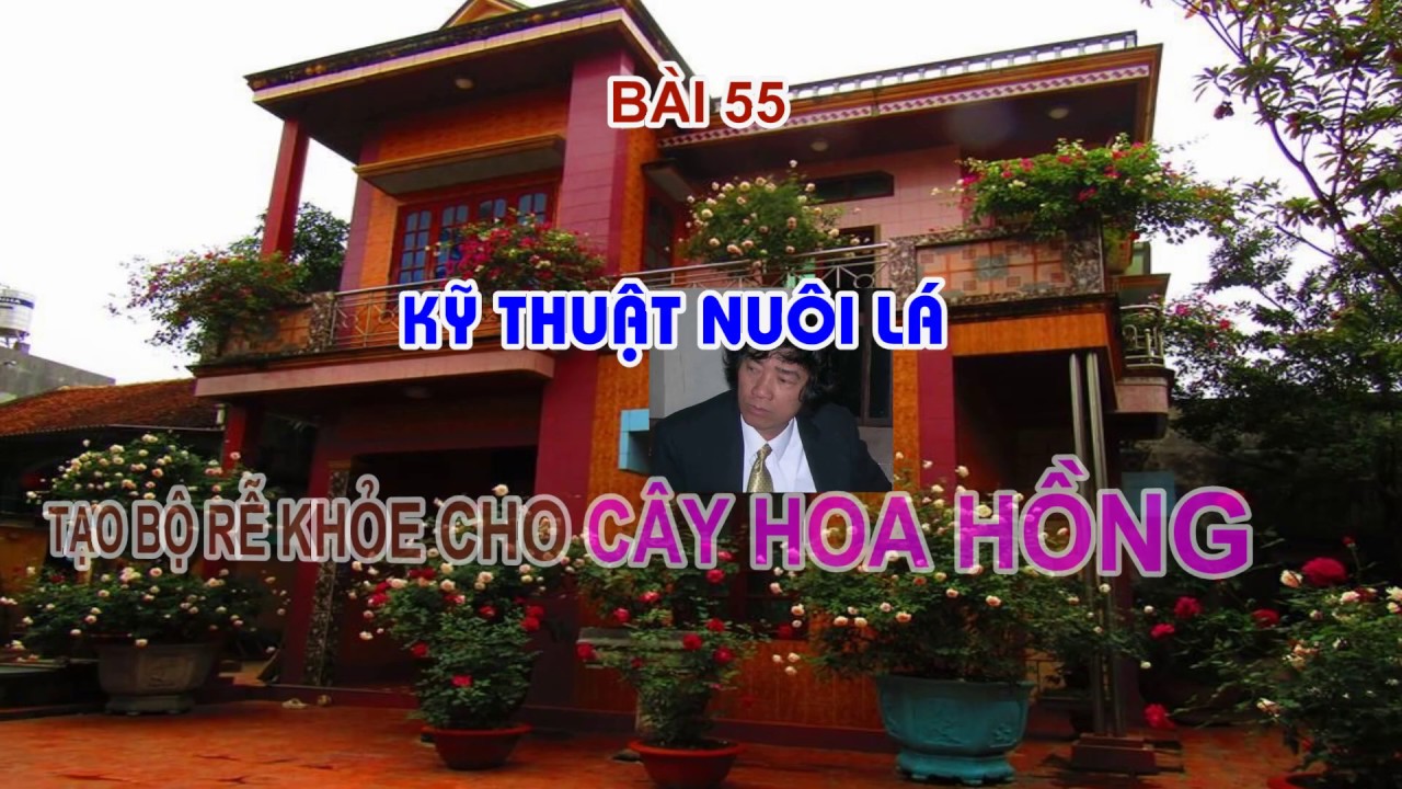 NUÔI LÁ - TẠO BỘ RỄ KHỎE MẠNH CHO HOA HỒNG - TRUNG HOA HỒNG