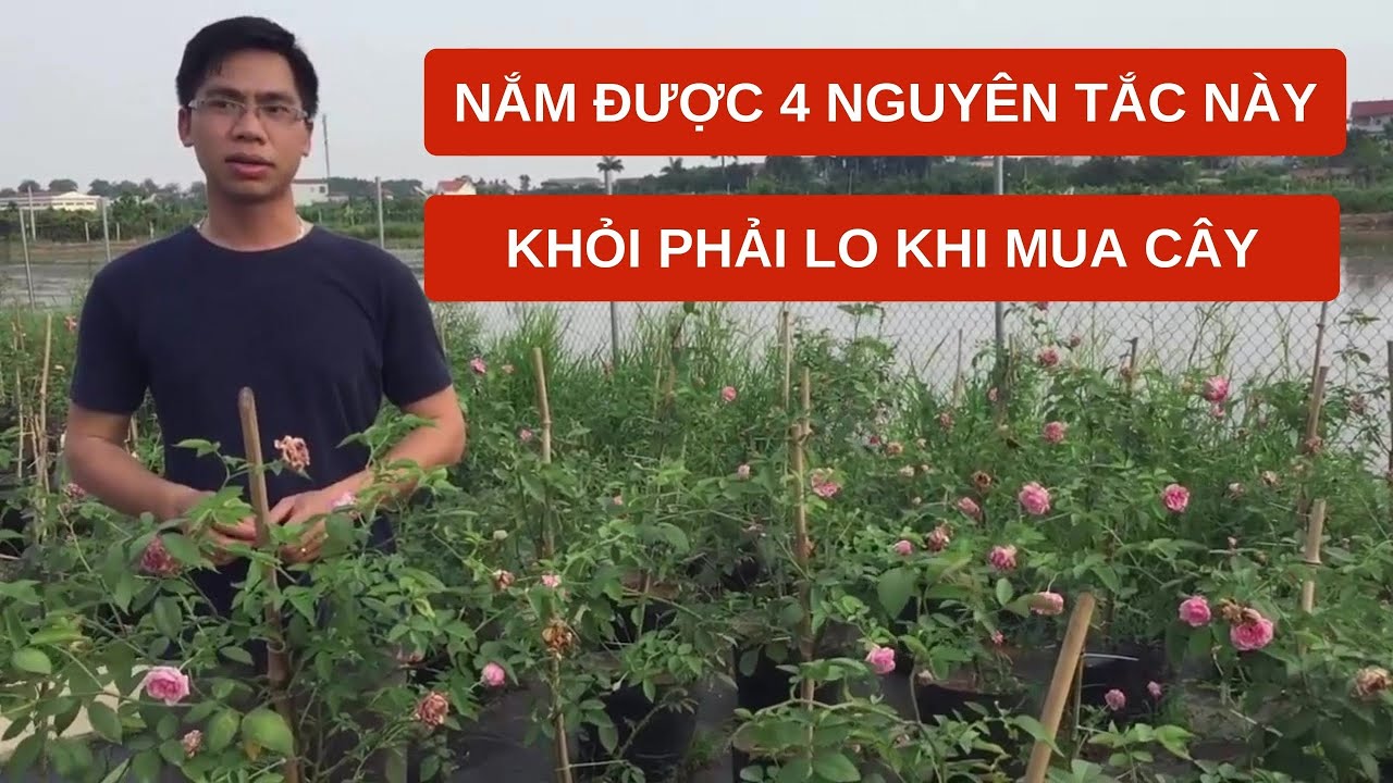 Nắm được 4 nguyên tắc này thì khỏi phải lo khi mua hoa hồng