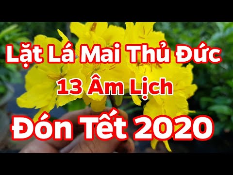 Ngày 13 Tháng 12 Âm Lịch 🥰  Lặt Lá Cho Mai Thủ Đức Đón Tết 2020