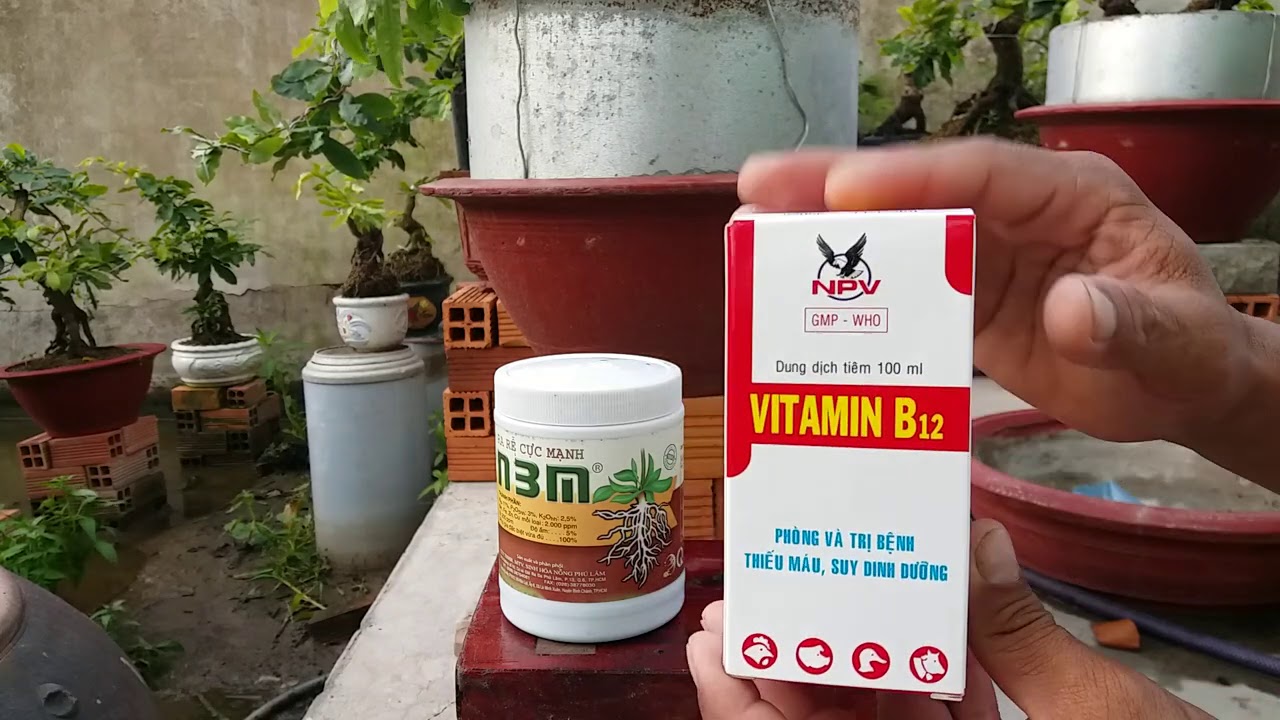 Nghệ thuật chăm sóc mai vàng - Cách dùng vitamin B12 và n3m cho cây mai vàng đúng cách