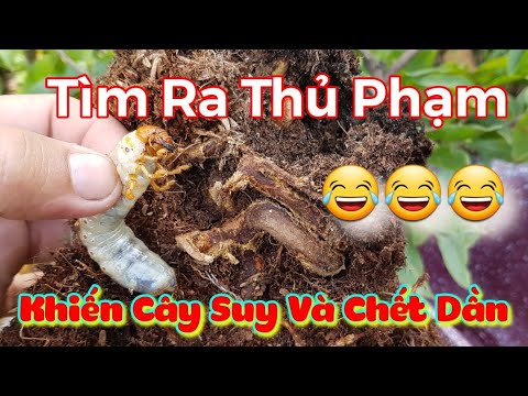 Nguyên Nhân Khiến Cây Trồng Suy Và Chết Dần 😅 Con Sùng 😅