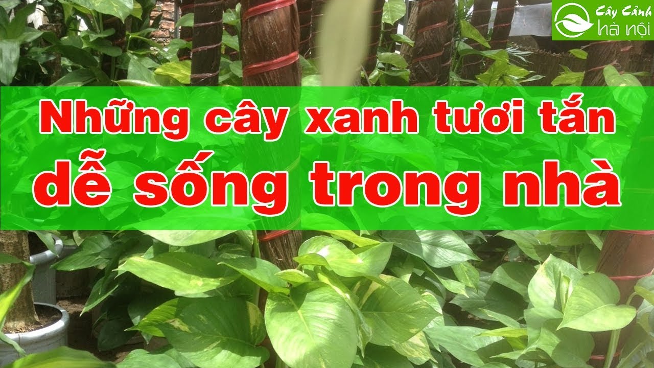 Những cây xanh tươi tắn, dễ sống trong nhà