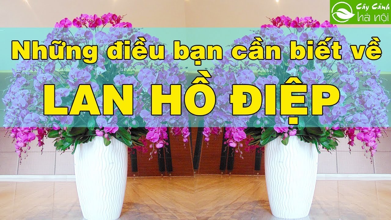 Những điều bạn cần biết về Lan hồ điệp