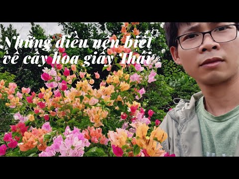 Những điều nên biết về cây hoa giấy Thái