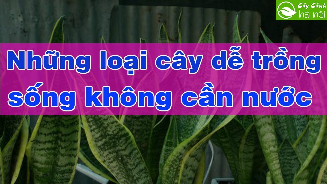 Những loài cây cảnh dễ trồng, sống không cần nước