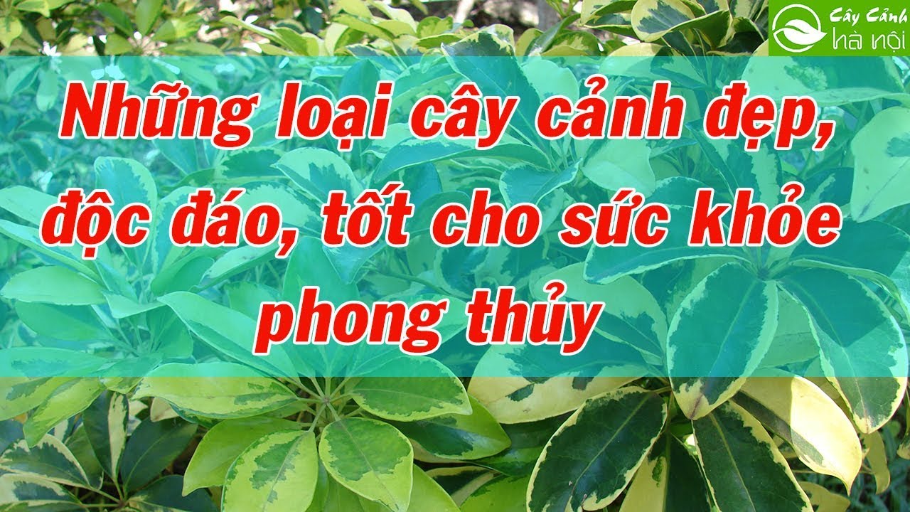 Những loại cây cảnh đẹp, độc đáo, tốt cho sức khỏe và phong thủy